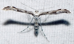 Hellinsia inquinatus