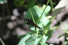 Calopteryx dimidiata