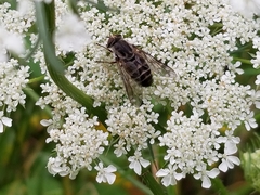 Tabanomorpha