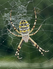 Argiope bruennichi