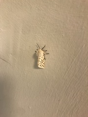 Spilosoma lubricipeda