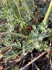 Pelargonium dolomiticum