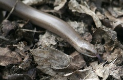 Anguis fragilis