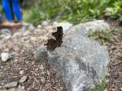 Polygonia satyrus