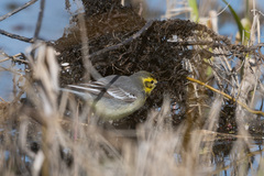 Motacilla citreola