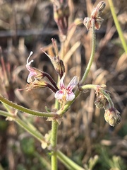 Pelargonium dolomiticum