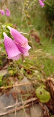 Digitalis purpurea