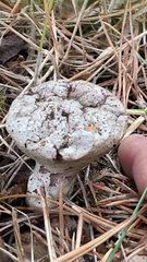Hypomyces