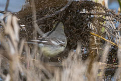 Motacilla citreola