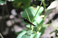 Calopteryx dimidiata