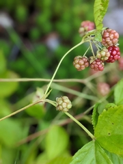 Rubus hispidus