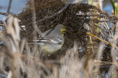 Motacilla citreola