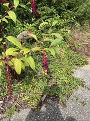 Phytolacca americana