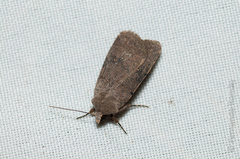 Caradrina flavirena