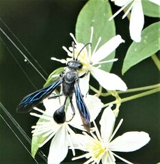 Isodontia
