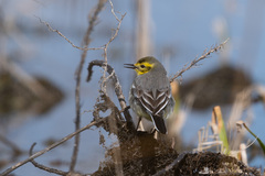 Motacilla citreola