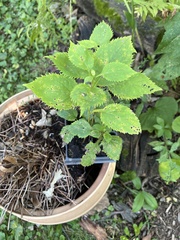 Solidago flexicaulis