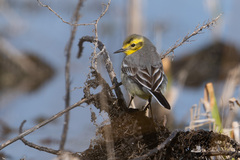 Motacilla citreola