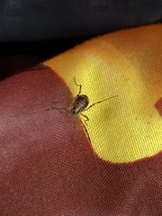 Paroligolophus agrestis