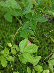 Rubus hispidus