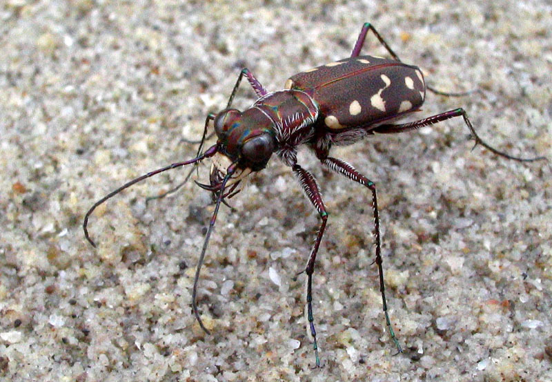 Western Red-bellied Tiger Beetle