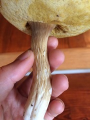 Boletus nobilis