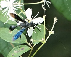 Isodontia