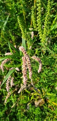 Persicaria lapathifolia