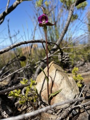 Disperis capensis capensis
