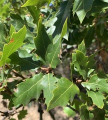 Quercus × morehus