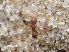 Pheidole