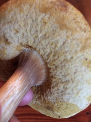 Boletus nobilis