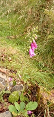Digitalis purpurea