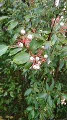 Cornus racemosa