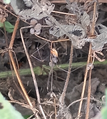 Phalangioidea