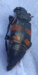 Nicrophorus vespilloides