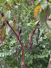 Phytolacca americana