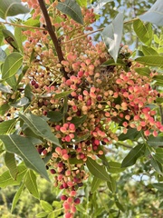 Pistacia terebinthus