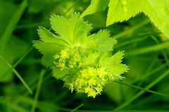 Alchemilla lindbergiana