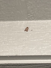 Apantesis williamsii