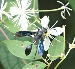 Isodontia