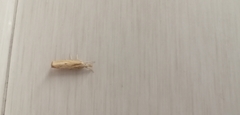Agriphila inquinatella