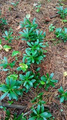 Chimaphila umbellata