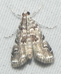 Elophila gyralis