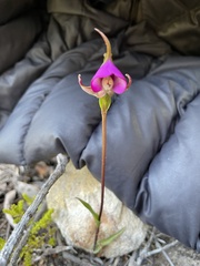 Disperis capensis capensis