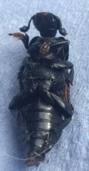 Nicrophorus vespilloides
