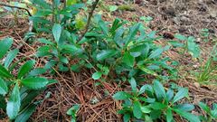 Chimaphila umbellata