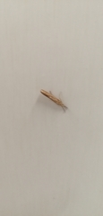 Agriphila inquinatella