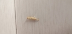 Agriphila inquinatella