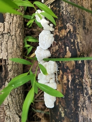 Fungi